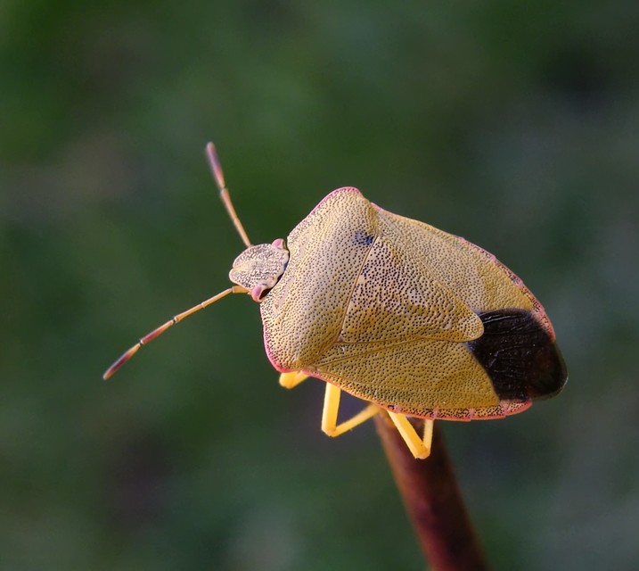 Palomena prasina - zöld bogyómászó-poloska Palomena prasina - zöld bogyómászó-poloska