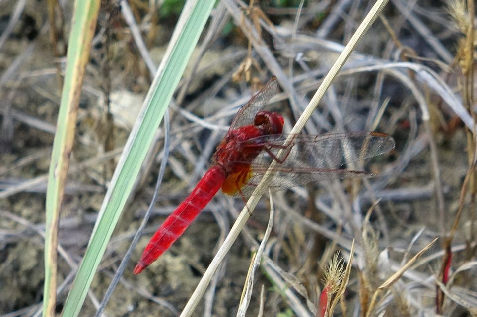 Crocothemis erythraea - skarlát szitakötő