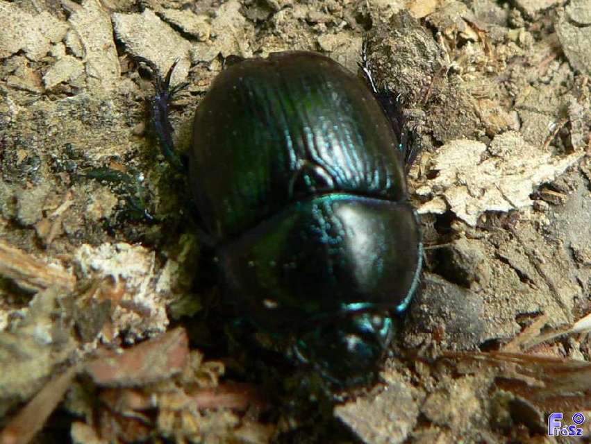 Anoplotrupes stercorosus - erdei álganéjtúró