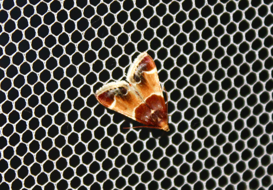 Pyralis farinalis - lisztilonca