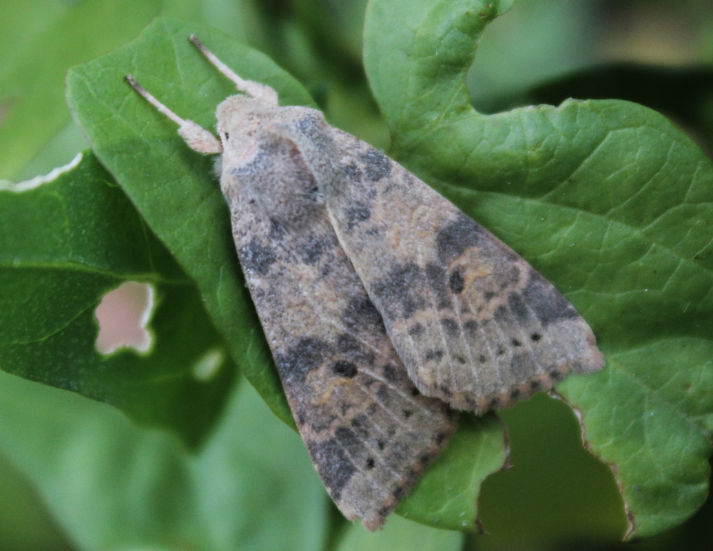 Cirrhia ocellaris - fakó sárgabagoly