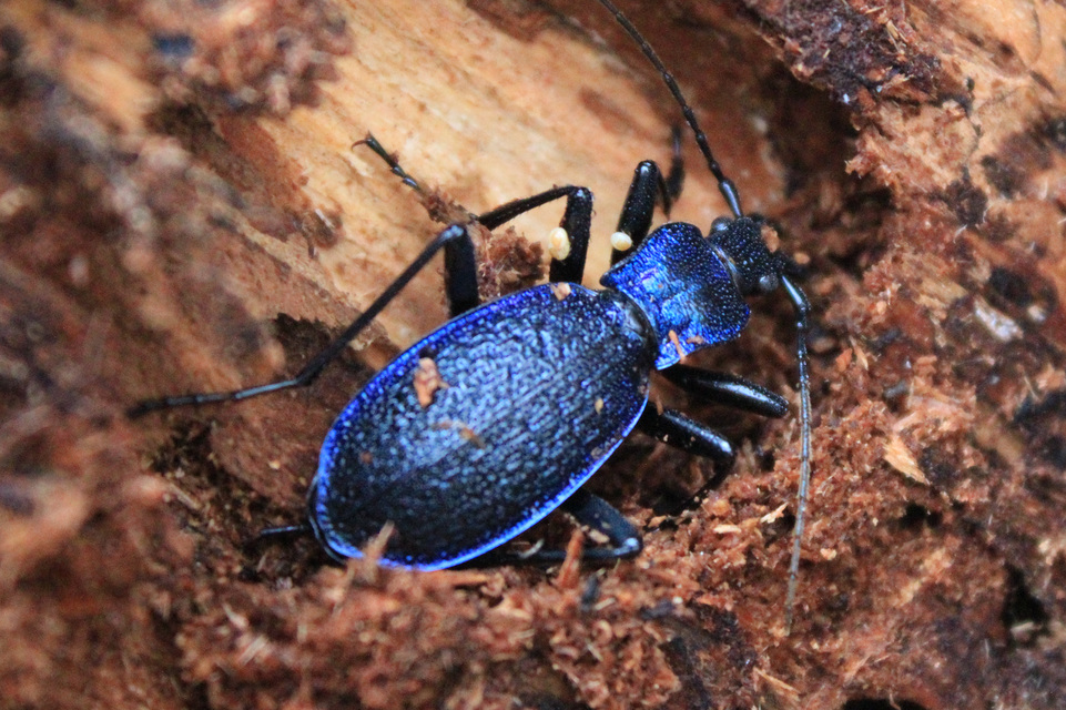 Carabus intricatus - kék laposfutrinka Carabus intricatus - kék laposfutrinka