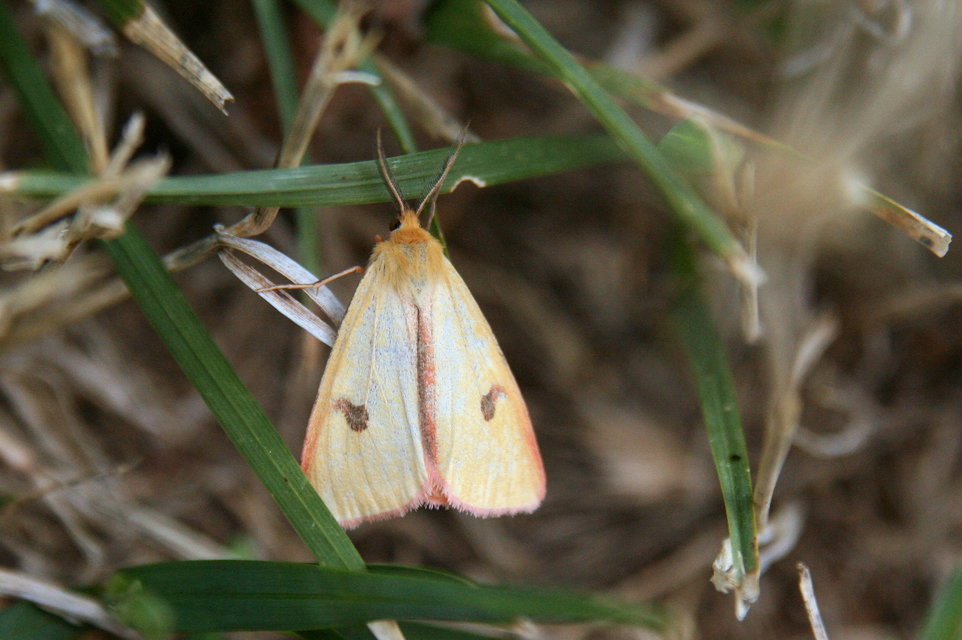 Diacrisia sannio - vörösszélű medvelepke