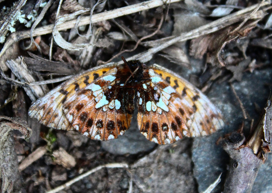 Boloria dia - kis gyöngyházlepke