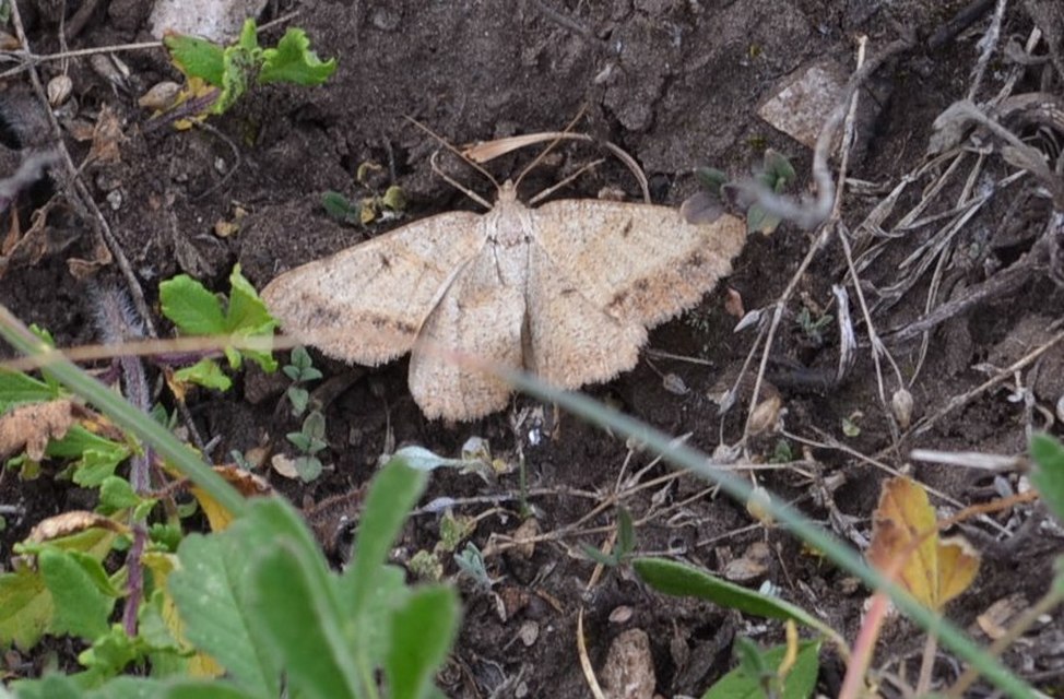 Tephrina arenacearia - lucerna-araszoló
