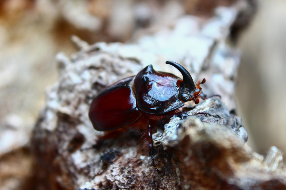 Oryctes nasicornis - orrszarvú bogár