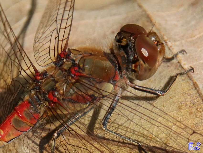 Sympetrum striolatum - harántsávos katona-szitakötő