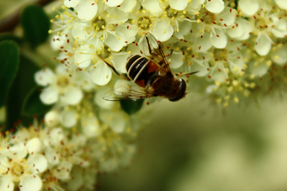 Eristalis arbustorum - fehérarcú herelégy