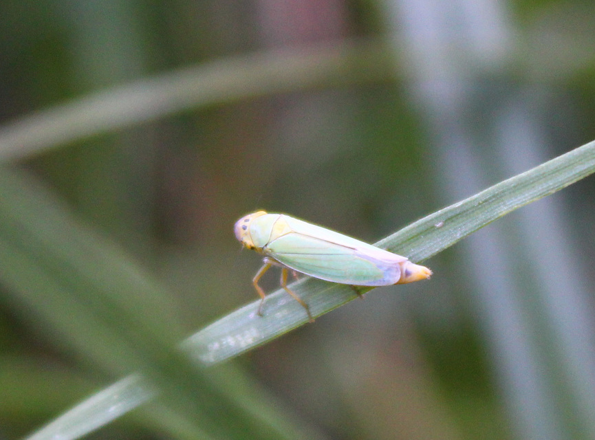 Cicadella viridis - méregzöld kabóca Cicadella viridis - méregzöld kabóca