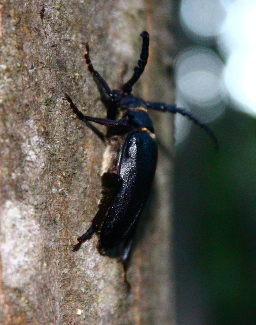 Prionus coriarius - csőszcincér