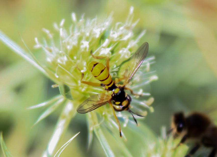 Conopidae - fejeslegyek