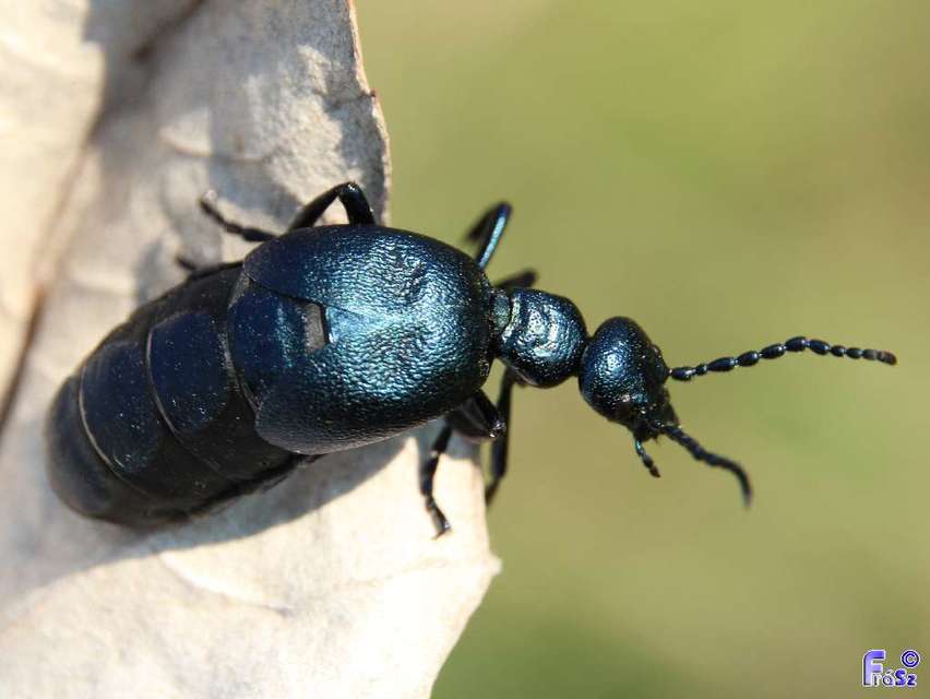 Meloe violaceus - kék nünüke