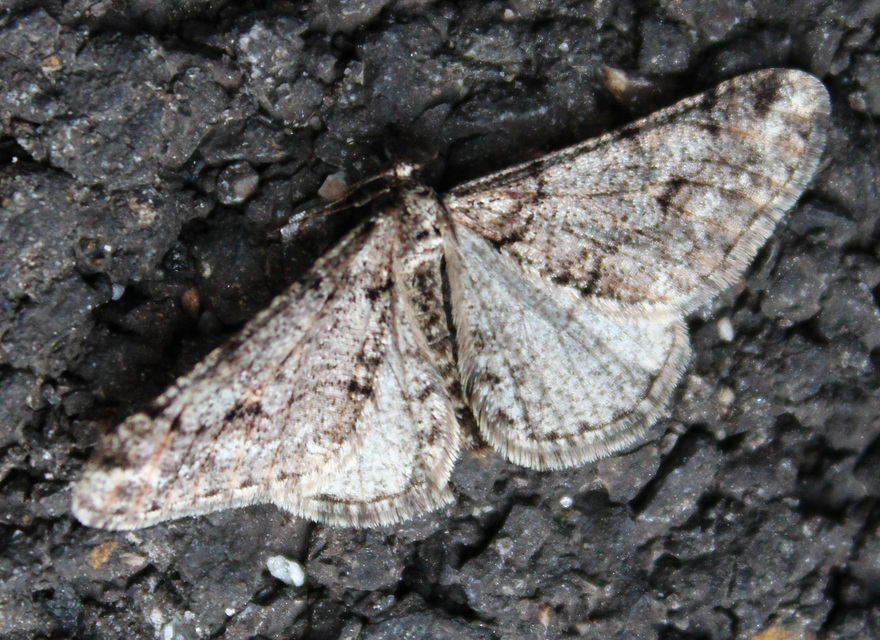 Agriopis leucophaearia - tölgy-tavasziaraszoló