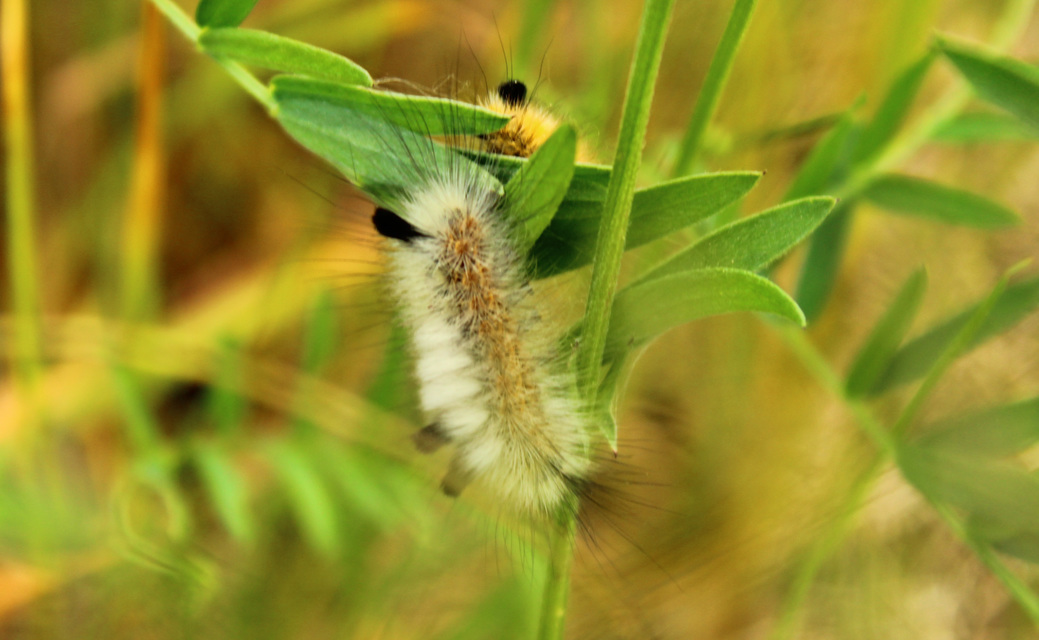 Gynaephora fascelina - vesszős szövő