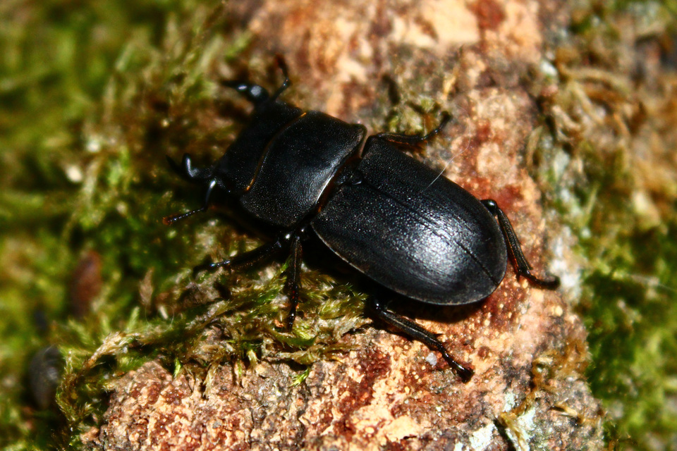 Dorcus parallelipipedus - kis szarvasbogár
