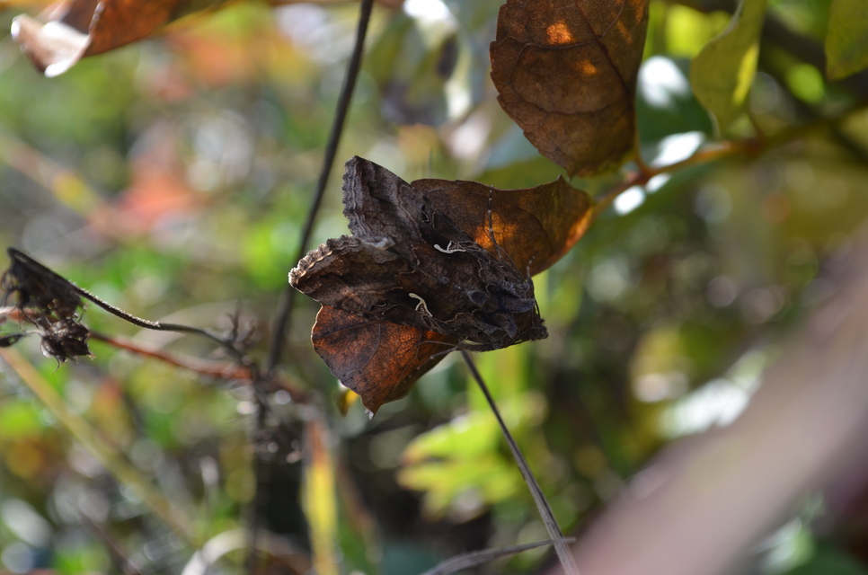 Autographa gamma - gammalepke