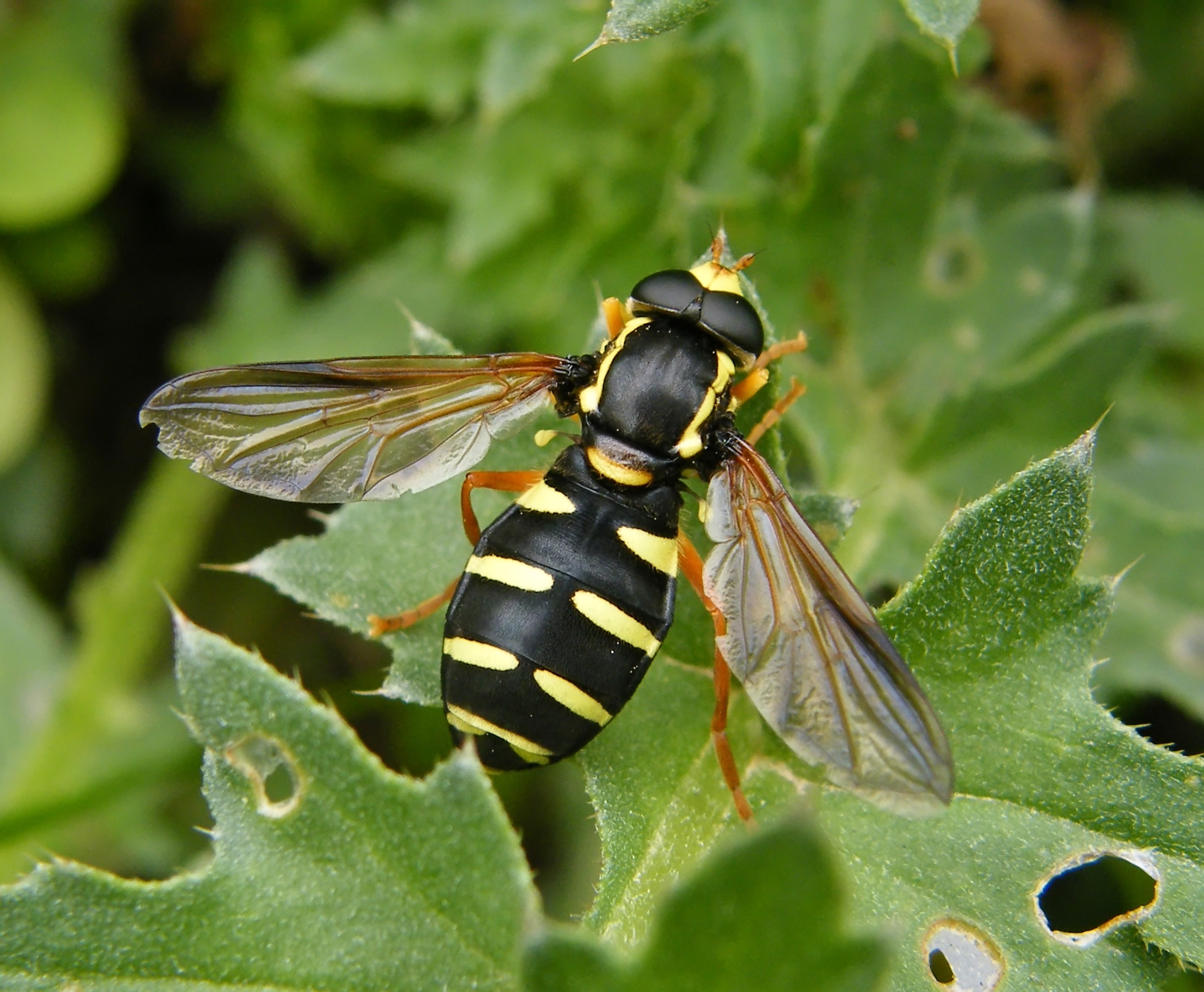 Xanthogramma citrofasciatum - korai oldalsávoslégy