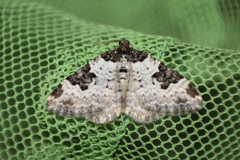 Xanthorhoe fluctuata - közönséges tarkaaraszoló