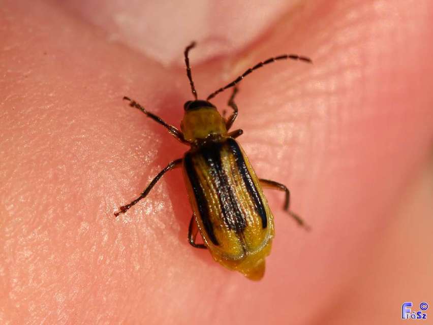 Diabrotica virgifera - amerikai kukoricabogár