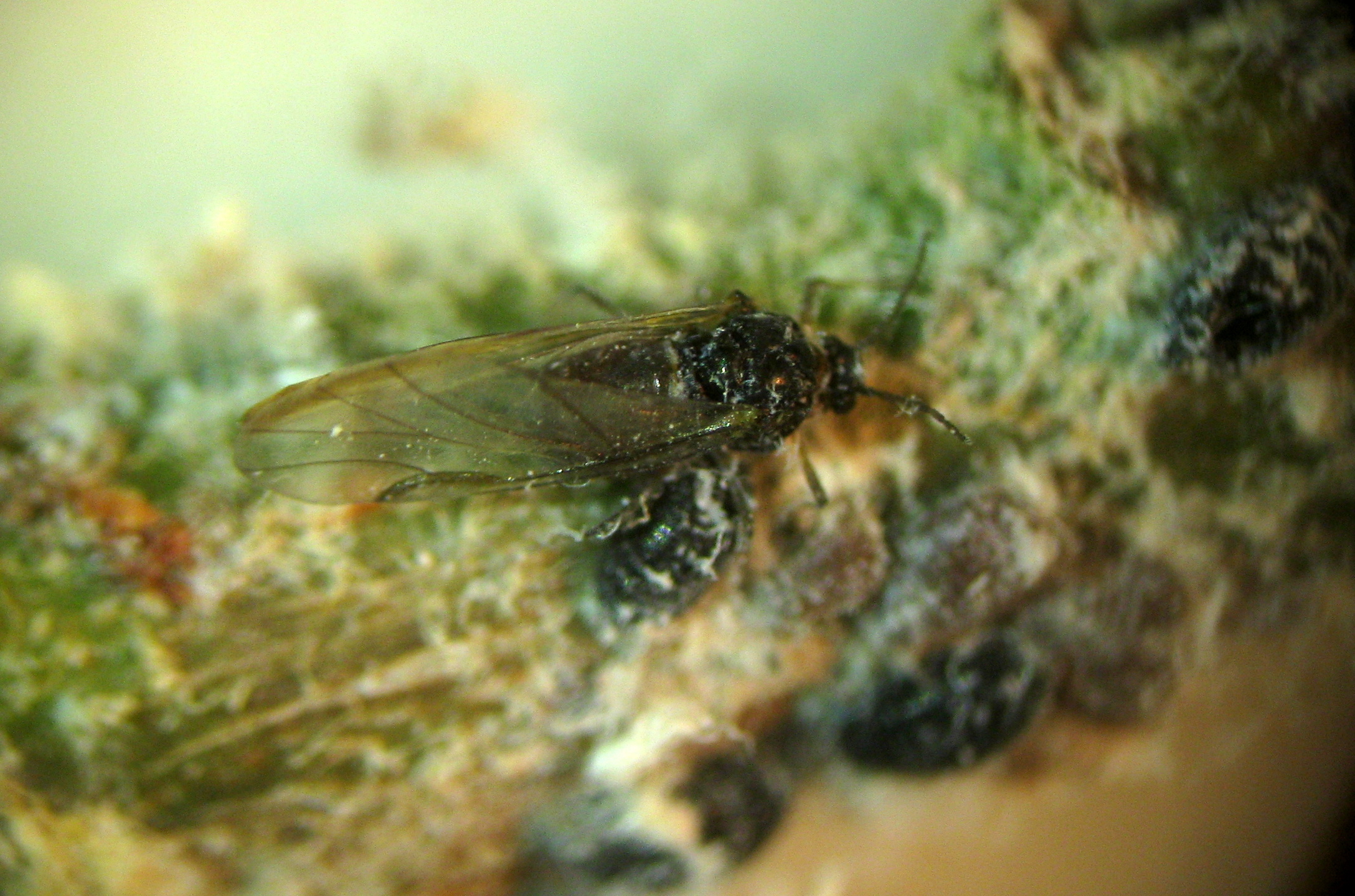 Aphelinus mali