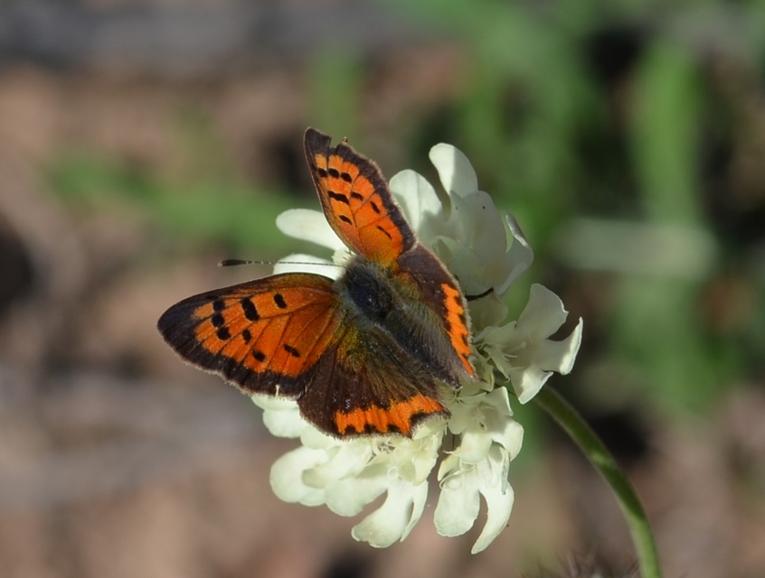 Lycaena phlaeas - közönséges tűzlepke