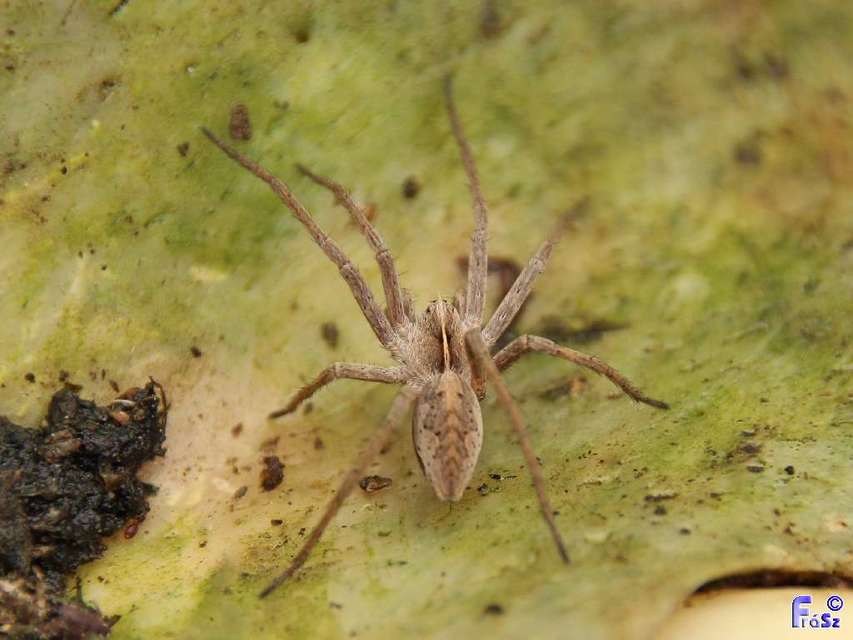 Pisaura mirabilis - csodáspók