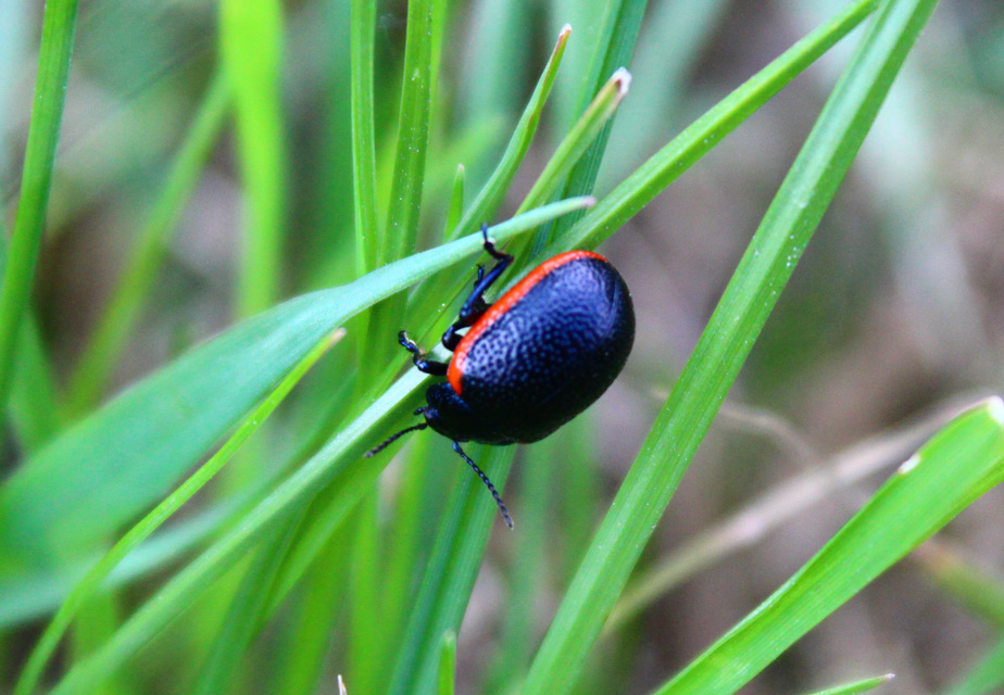Chrysolina kuesteri - ráncos szegélyeslevelész