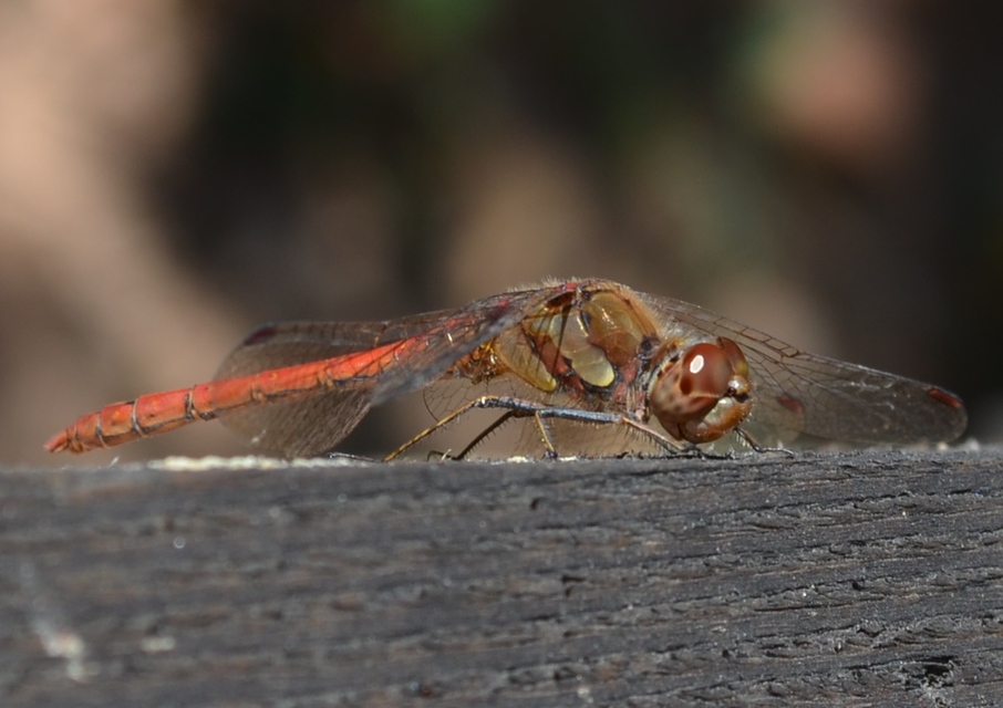 Sympetrum striolatum - harántsávos katona-szitakötő