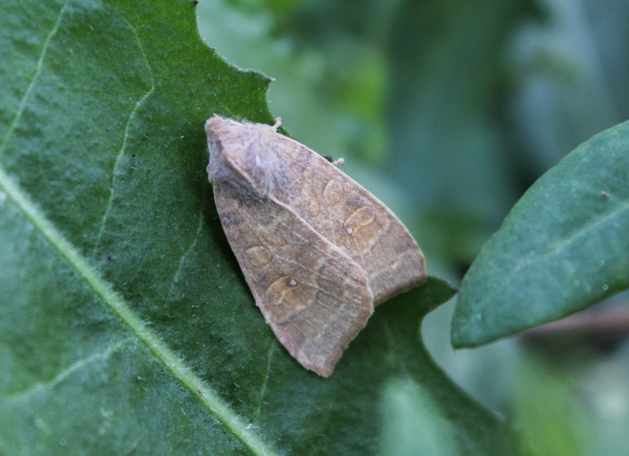 Cirrhia ocellaris - fakó sárgabagoly