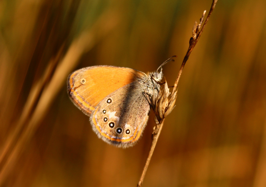 Coenonympha glycerion - közönséges szénalepke
