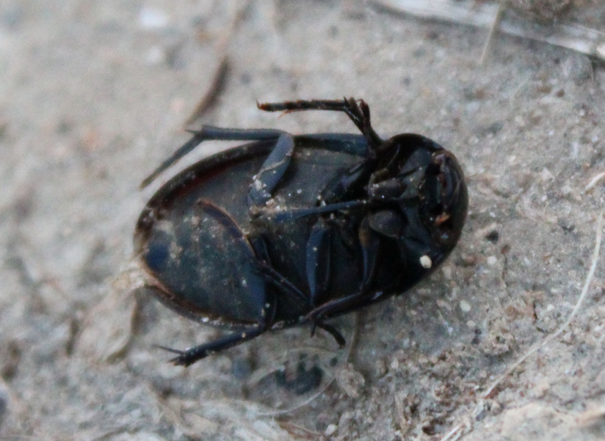 Hydrochara caraboides - kis csibor