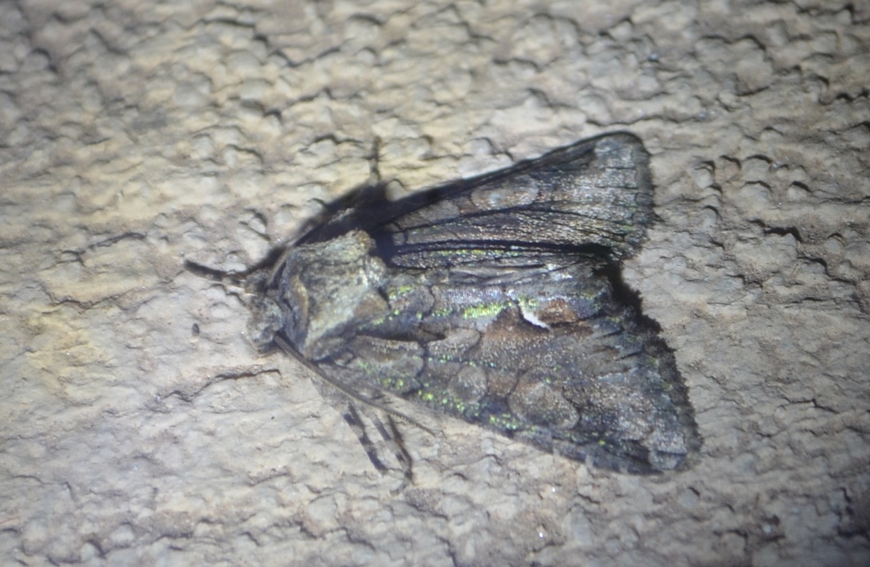 Allophyes oxyacanthae - galagonyabagoly