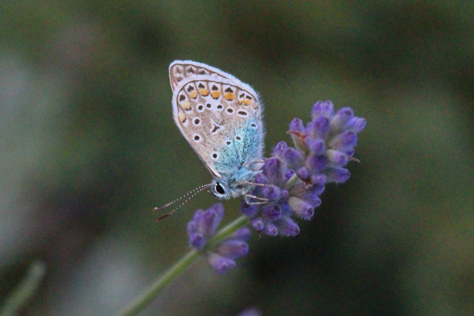 Polyommatus icarus - közönséges boglárka