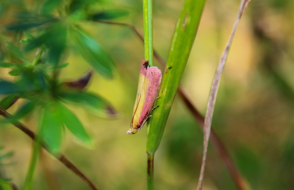 Oncocera semirubella - lucernamoly
