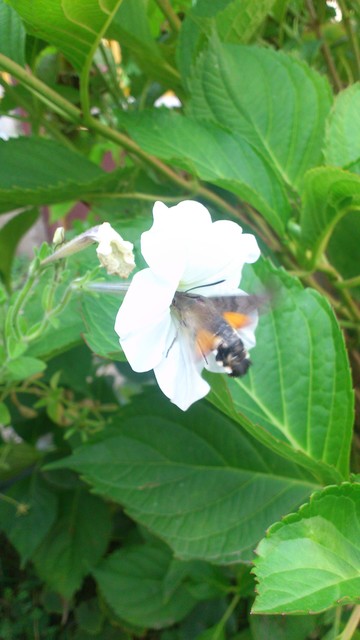 Macroglossum stellatarum - kacsafarkú szender