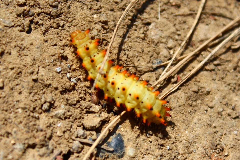 Zerynthia polyxena - farkasalmalepke