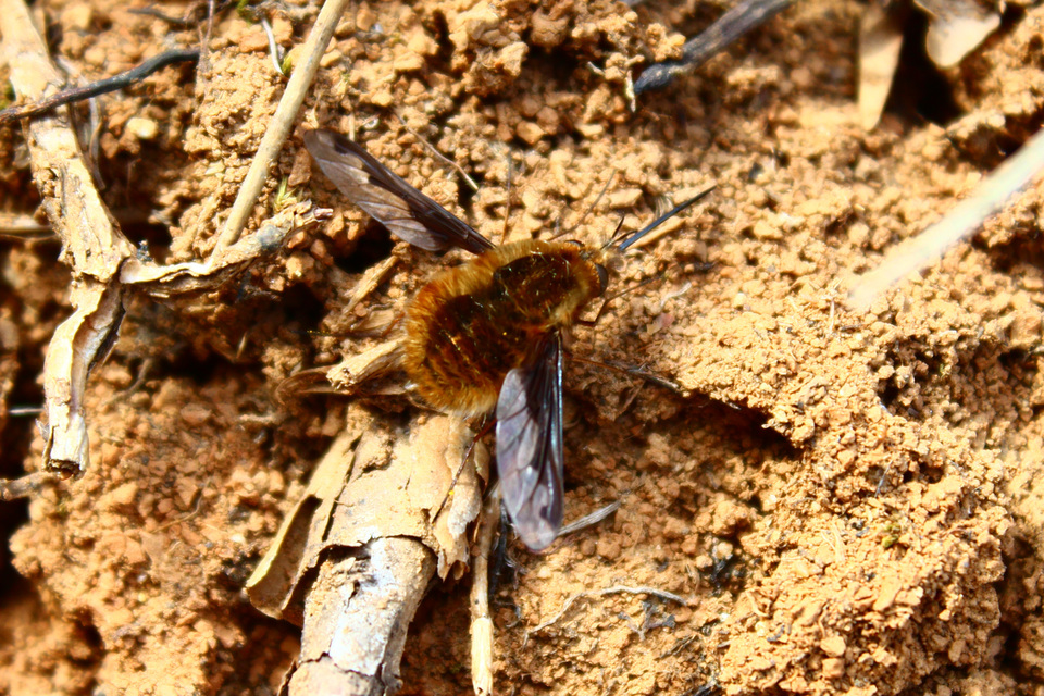 Bombylius major - szegélyes pöszörlégy