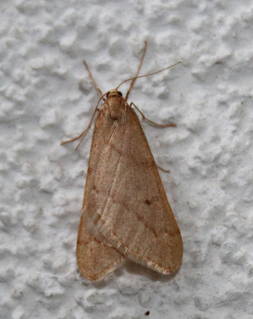 Alsophila aceraria - juhararaszoló
