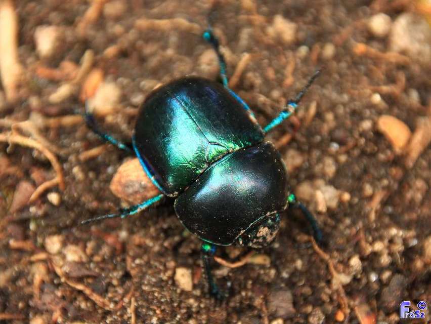 Trypocopris vernalis - tavaszi álganéjtúró