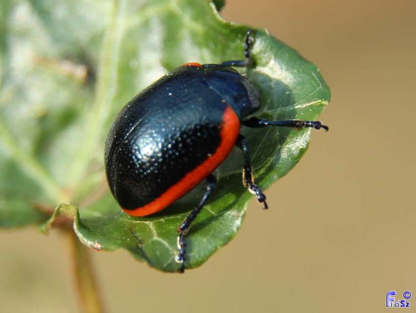 Chrysolina rossia - trapézhátú szegélyeslevelész