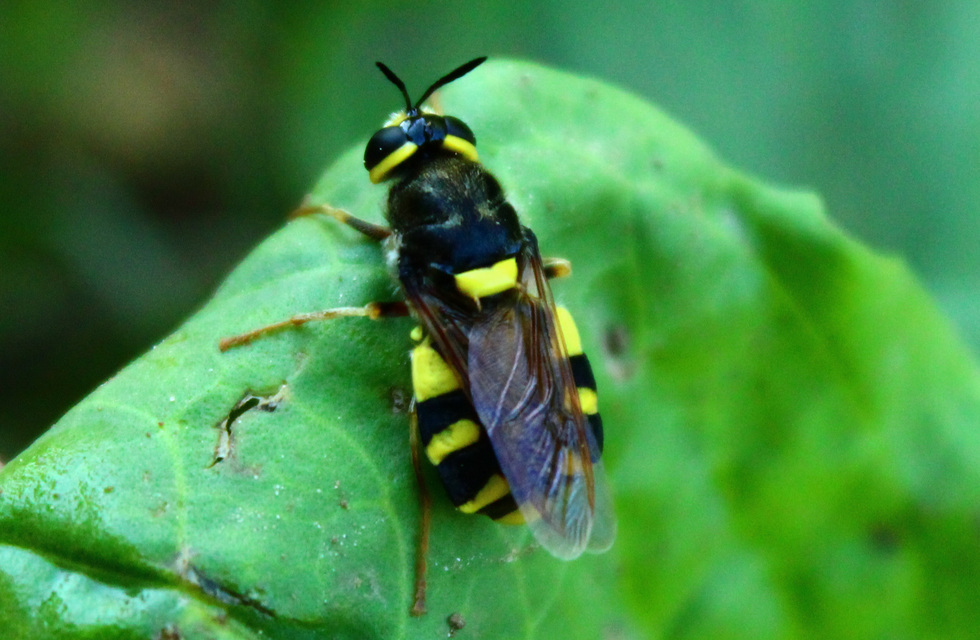 Stratiomys chamaeleon - közönséges katonalégy