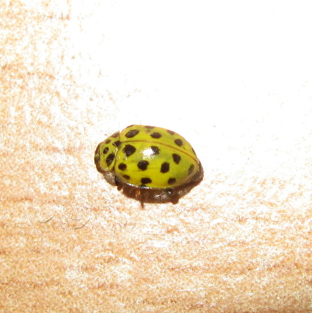 Psyllobora vigintiduopunctata - huszonkétpettyes katica