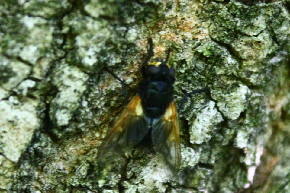 Mesembrina meridiana