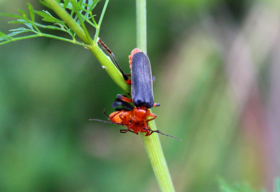 Cantharis livida - mezei lágybogár