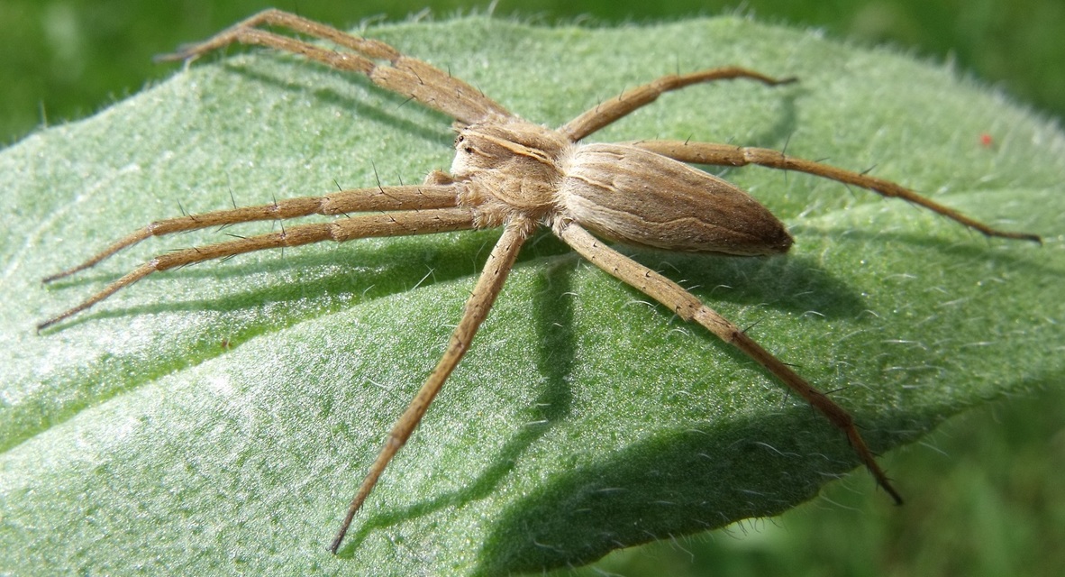 Pisaura mirabilis - csodáspók