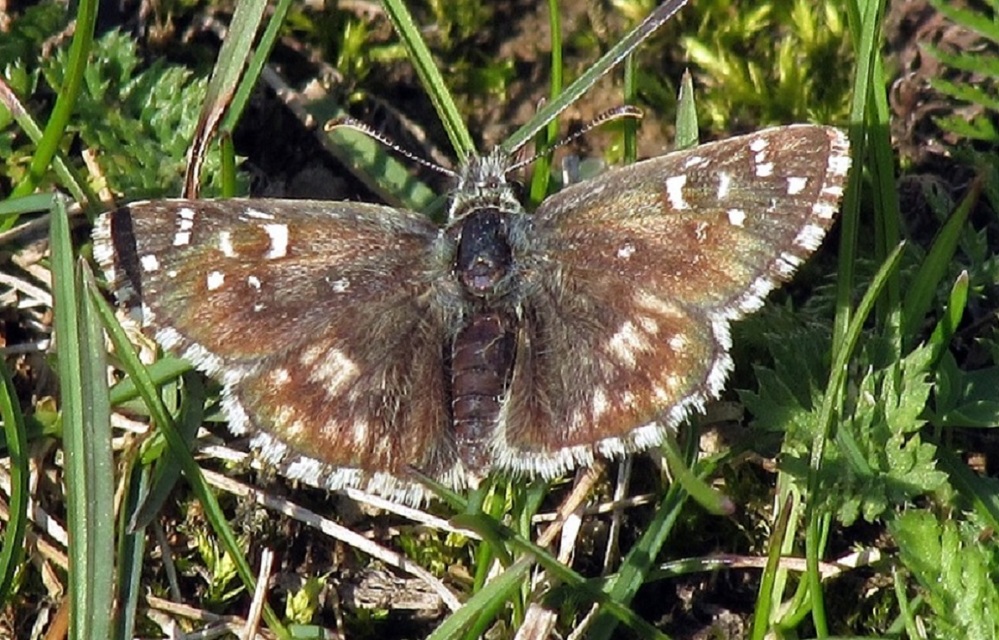 Pyrgus armoricanus - feles busalepke
