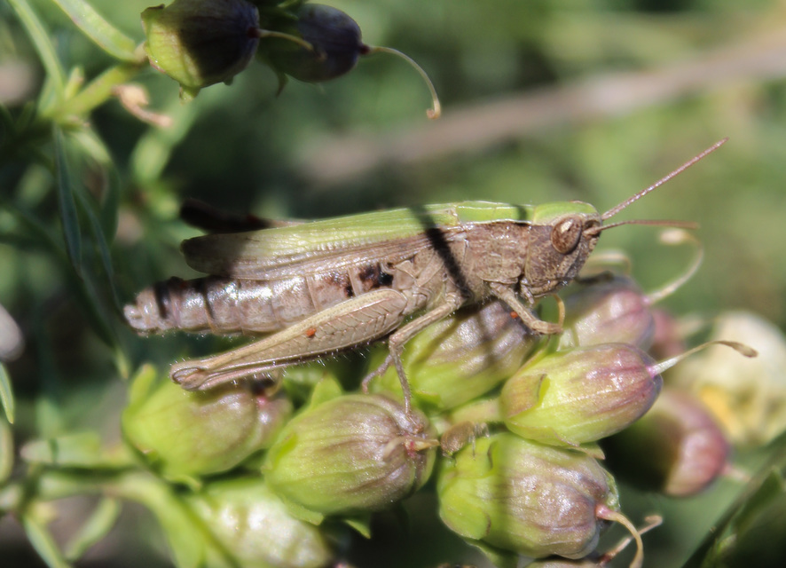Chorthippus dorsatus - hátas rétisáska