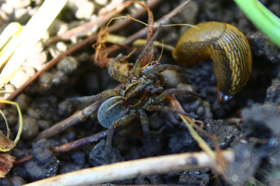 Trochosa