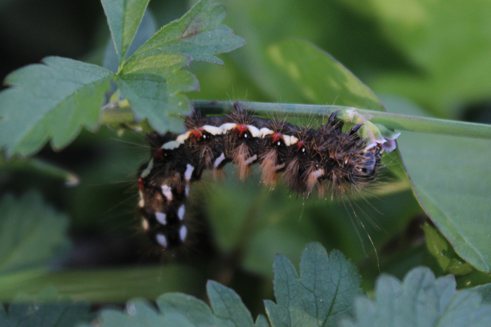 Acronicta rumicis - sóska-szigonyosbagoly Acronicta rumicis - sóska-szigonyosbagoly