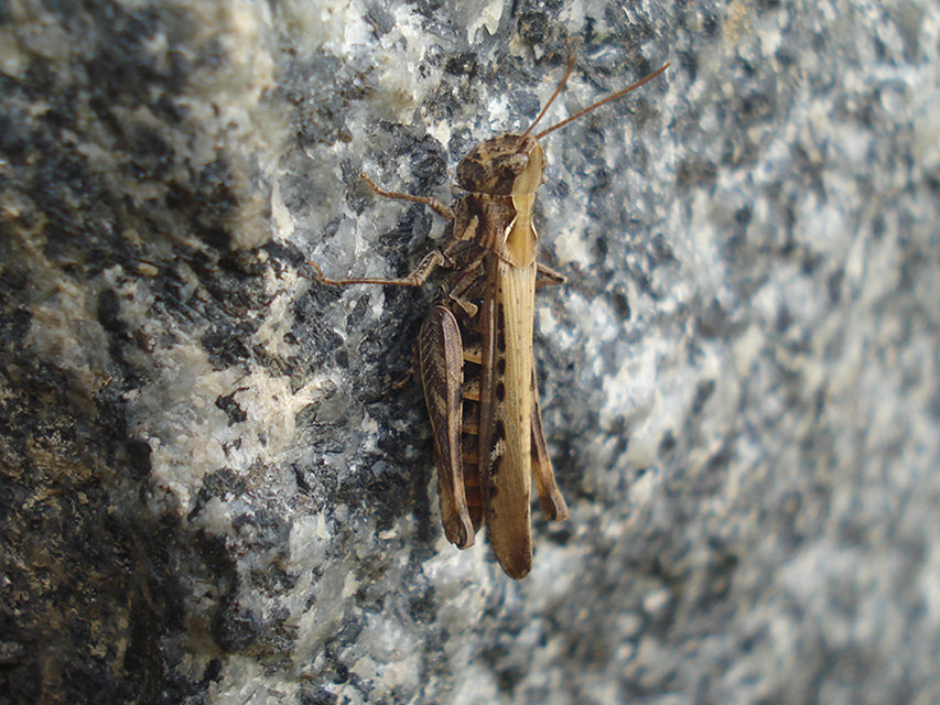 Chorthippus (Glyptobothrus) (subgenus)